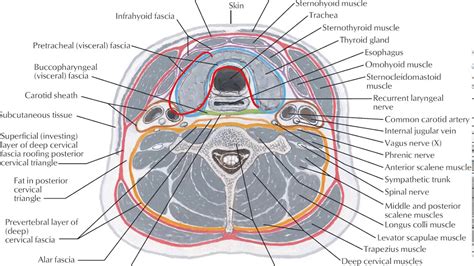 DEEP CERVICAL FASCIA - YouTube