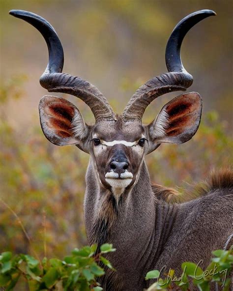Kudu Bull | Animals, African animals, Animals beautiful