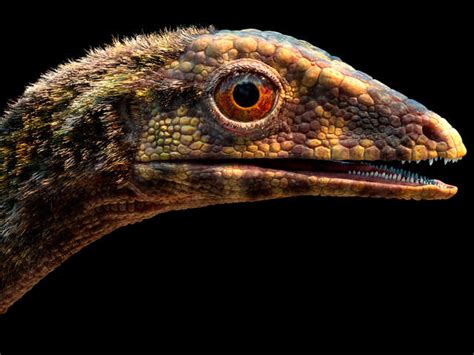 Scientists now know the origins of pterosaurs, the dinosaur era's flying reptiles - Flying ...