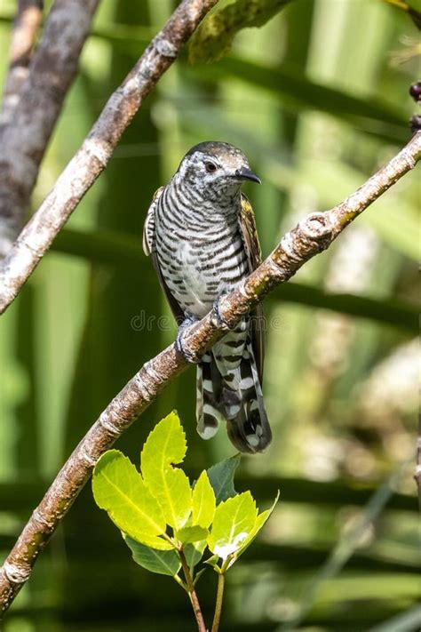 Shining Bronze Cuckoo on Migration in New Zealand Stock Image - Image of chrysococcyx, feather ...