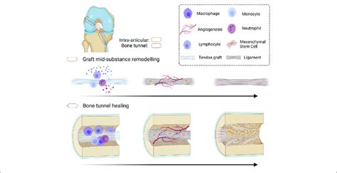 | Schematic diagram summarizing the graft healing process after... | Download Scientific Diagram