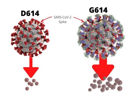 Coronavirus mutation: 9 things to know - Bmirror