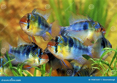 Blue German Ram, Mikrogeophagus Ramirezi, Aquarium Fishes Stock Image - Image of german, plant ...