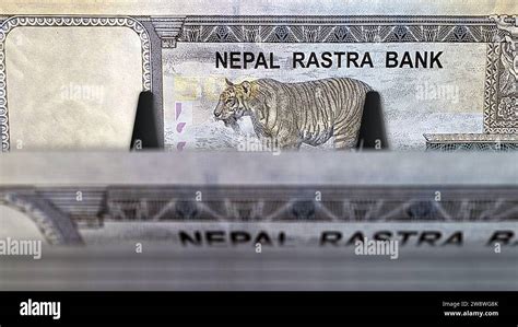 Nepal money Nepali rupees money pack 3d illustration. 500 NPR banknote bundle stacks. Concept of ...