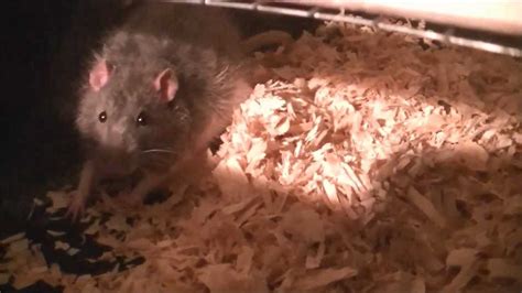 Rat Breeding 101 easy guide - YouTube