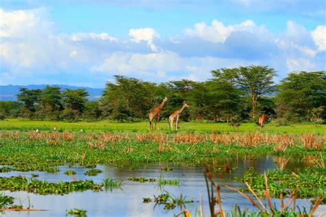 Lake Naivasha - Safari Rim