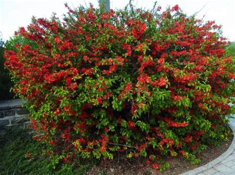 Common Quince, Cydonia versus Flowering Quince, Chaenomeles // Missouri ...