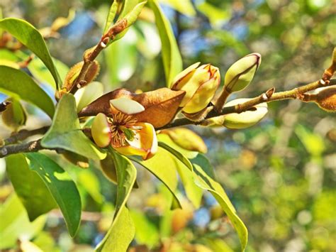 Banana Shrub Care - Growing And Pruning Michelia Banana Shrubs