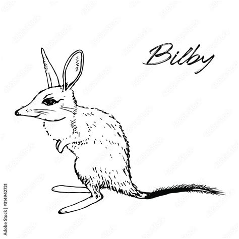 Bilby sketch. Hand drawn vector illustration, label or card. Minimal vector illustration ...