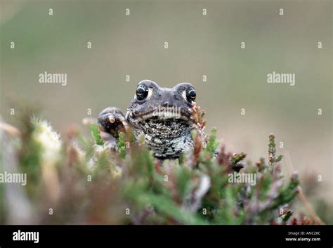 Natterjack Toad peering over heather UK Stock Photo - Alamy