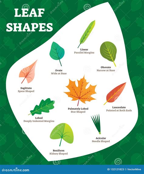 Leaf Shapes Vector Illustration. Biology Labeled Leave Kinds for Kids ...