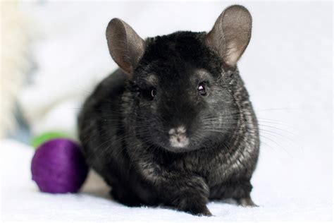 Chinchilla Breeds, Types & Colors | Pet Comments