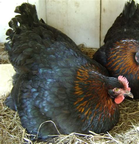 French Black Copper Marans | Beautiful chickens, Chickens, Chickens ...