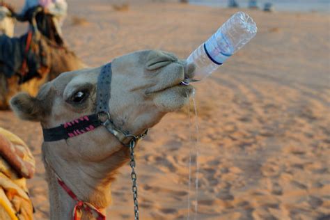 Thirsty Camel Drinking Desert Stock Photos, Pictures & Royalty-Free ...