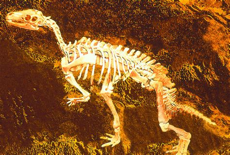 Enhanced Image Of A Camptosaurus Dinosaur Skeleton Photograph by Mehau Kulyk - Fine Art America