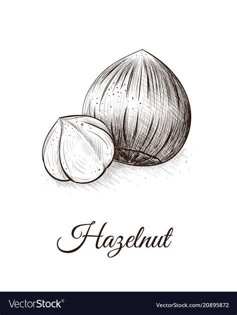 Hazelnut sketch Royalty Free Vector Image - VectorStock