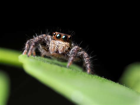 ROBIN WONG : Short Insect Macro Shooting Session