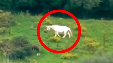 Unicorns Caught on Camera & Spotted In Real Life - The Best 10