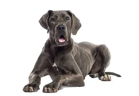 Is A Great Dane A Mastiff