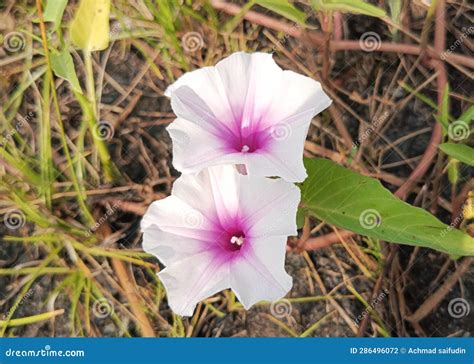 Wild Water Spinach or Ipomoea Aquatica Flowers Stock Photo - Image of ...