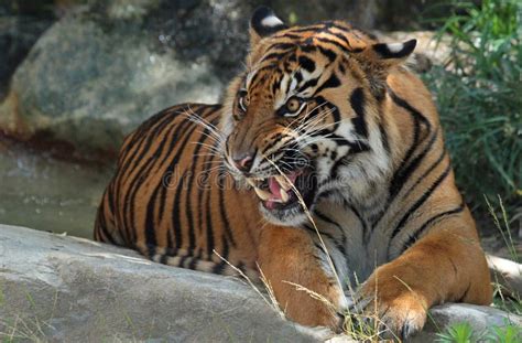 Tiger Growl stock image. Image of detail, dramatic, female - 32366557