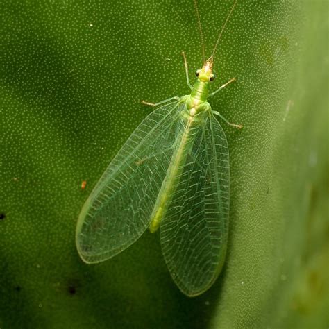 Green Lacewings (Chrysoperla rufilabris) | Gardening in the Desert