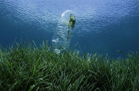 Study Details Plastic Pollution's Brutal Impact on Bay Life | Chesapeake Bay Magazine