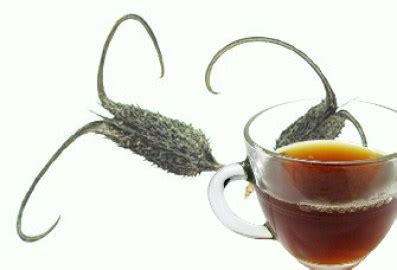 The Health Benefits of Devil’s Claw Tea