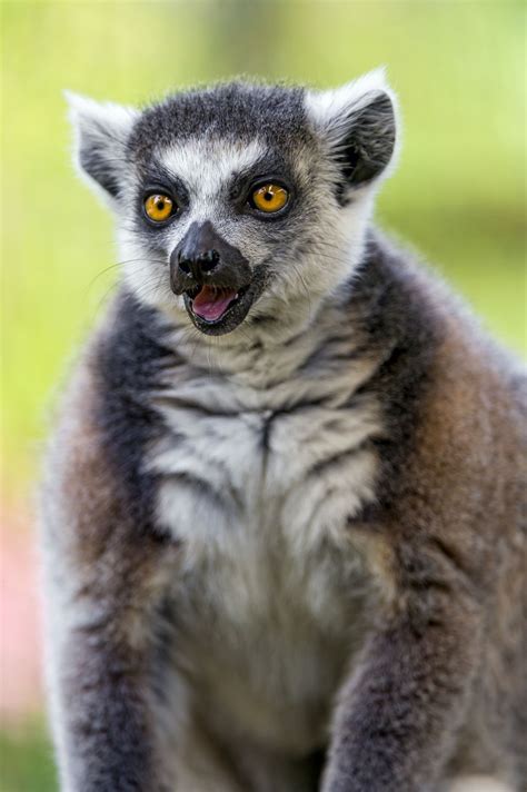 Lemur with open mouth | Lemur, Primates, Pet organization