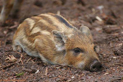 Wild Boar piglet photo | Wild boar, Wild pig, Animals beautiful