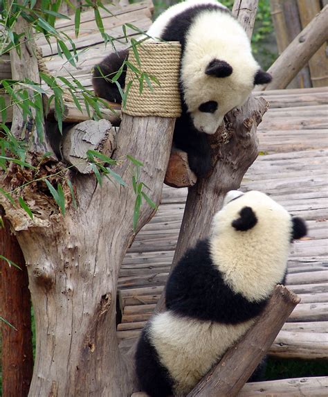 Giant Panda Cubs 254 | gill_penney | Flickr