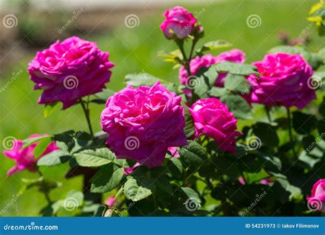 Rose roses plant in spring stock image. Image of colorful - 54231973