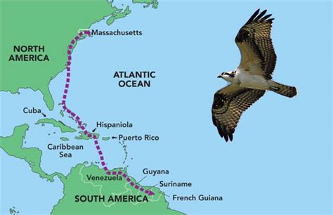 following the route of migrating Ospreys