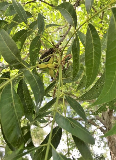 Why is My Pecan Tree Not Producing? | Tallahassee.com Community Blogs