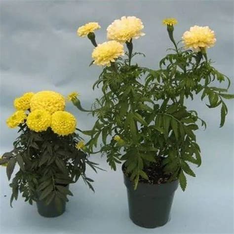 Marigold Plant, For Indoor And Outdoor at Rs 20/plant in Chapar | ID: 20526098555