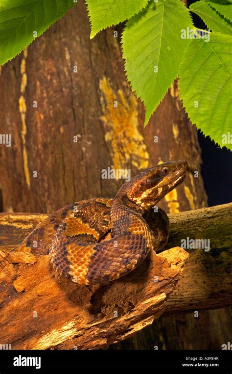 Cottonmouth snake Agkistrodon piscivorous conanti Florida USA Stock ...