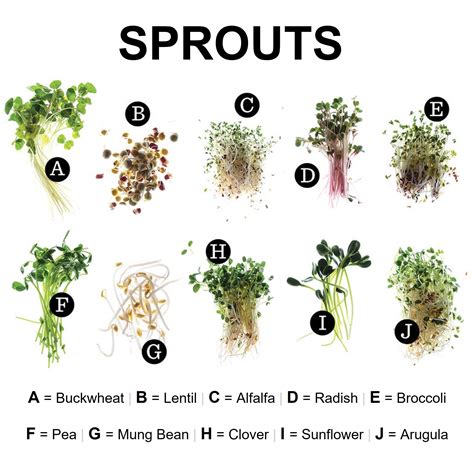 The Humble Sprout - Kuvings Australia