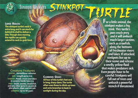 Stinkpot Turtle | Weird n' Wild Creatures Wiki | FANDOM powered by Wikia