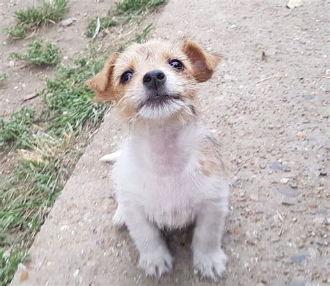 Miniature jack Russell puppies | in Rochester, Kent | Gumtree