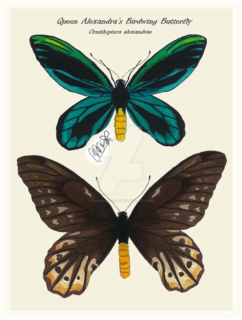 Queen Alexandra's Birdwing Butterfly by Cyrenization on DeviantArt