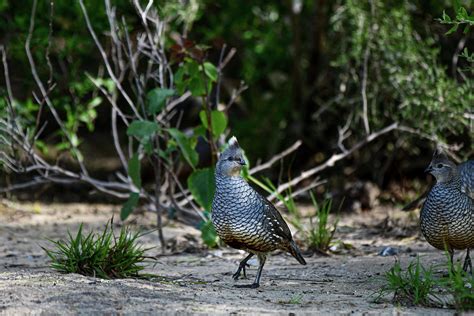 Scaled quail 02 Photograph by Dwight Eddington - Fine Art America