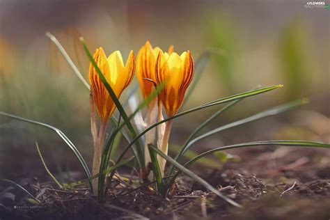 Yellow, crocuses - Flowers wallpapers: 2048x1365