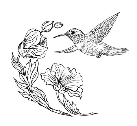 Hummingbird Illustrations, Royalty-Free Vector Graphics & Clip Art - iStock