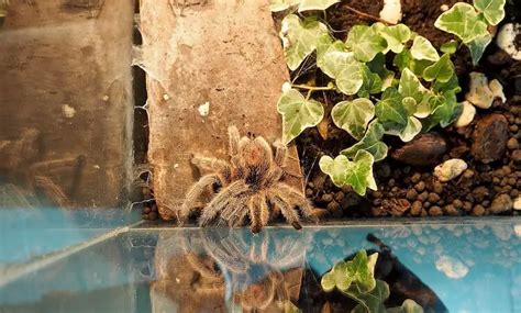 Pink Toe Tarantula Care Guide: Everything You Need to Know - Everything ...