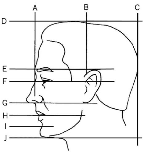 Standard proportions of human head, profile. Analytical drawing and... | Download Scientific Diagram