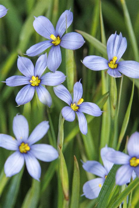 Blue Note Blue-Eyed Grass, Sisyrinchium angustifolium 'Blue Note'