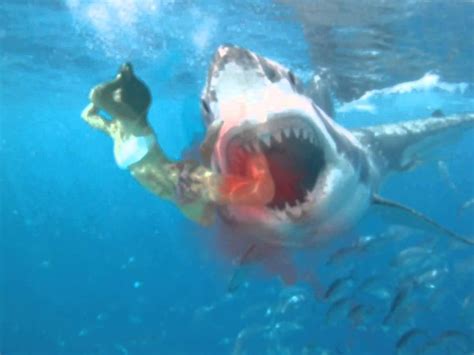 De Actualidad 804h3m: Why Do Sharks Bite Humans