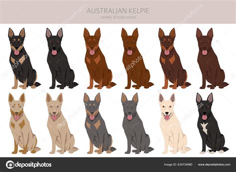 Australian Kelpie All Colours Clipart Different Coat Colors Set Vector ...