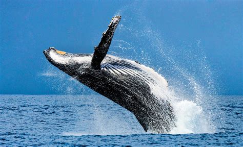 Whales can learn complex songs with remarkable accuracy - Earth.com