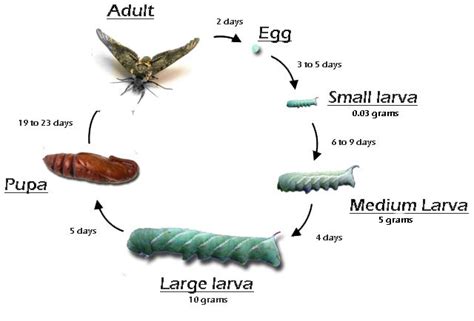 tomato hornworm life cycle - World Of Good Account Navigateur